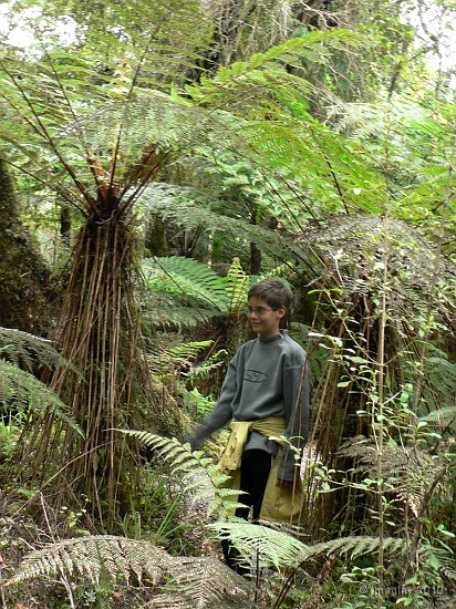12.55- Bastien, petit poucet dans la 'rain forest'.JPG